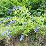 Gentiana asclepiadea叶