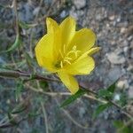Oenothera stricta Sonstige