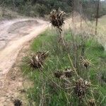 Centaurea melitensis फूल