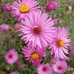 Symphyotrichum novae-angliae Blüte