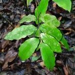 Oxandra venezuelana Hoja