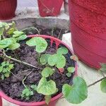 Centella asiatica Folha