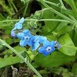 Cynoglossum amabile Λουλούδι