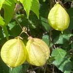 Cardiospermum grandiflorum Fruit