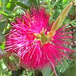 Melaleuca citrina Flower