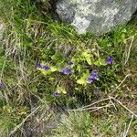 Pinguicula grandiflora Libunga