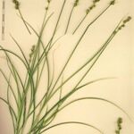 Carex leersii Anders