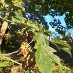 Acer diabolicum Fruto