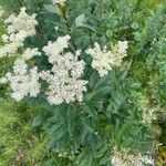 Filipendula ulmariaLorea