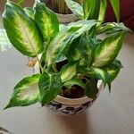 Dieffenbachia seguineLevél