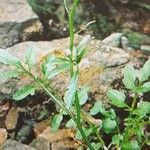 Cardamine flexuosa Habit