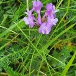 Astragalus danicus Blüte