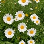 Leucanthemum vulgareКвітка