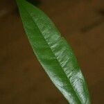 Anaxagorea dolichocarpa Leaf