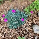 Dianthus gratianopolitanus फूल