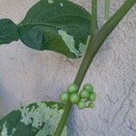 Solanum americanum Fruit