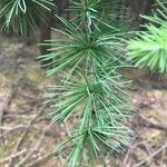 Larix laricina Leaf