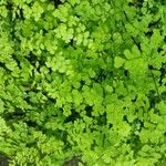 Adiantum raddianumBlad