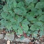 Persicaria virginiana Hoja