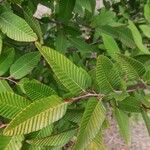 Nothofagus alpina Hoja