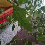 Chenopodium ficifolium Leaf