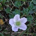 Geranium cinereum आदत