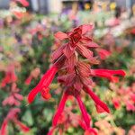 Salvia buchananii 花