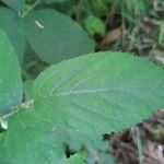 Rubus macrophyllus Blad