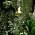 Aquilegia desertorum Хабит