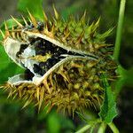 Datura stramonium Fruchs