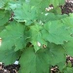 Sparrmannia africana Leaf