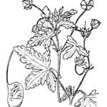 Geranium divaricatum Іншае