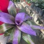 Neoregelia carolinae Листок