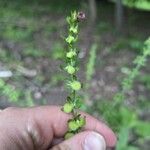 Cynoglossum germanicum Blodyn