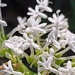 Valeriana angustifolia Blüte