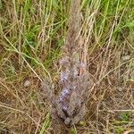 Orobanche nana Habit