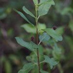 Lantana involucrata Lapas