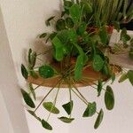 Pilea peperomioides ᱛᱟᱦᱮᱸ