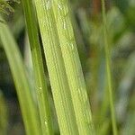 Carex hystericina Blad