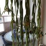 Hoya linearis Цветок