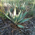 Yucca pallida Hábito