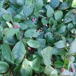 Cotoneaster acutifolius Bark