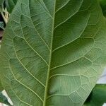 Solanum hazenii Leaf