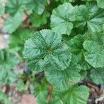 Malva pusilla Blad