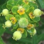 Euphorbia illirica Flower