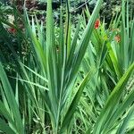 Crocosmia paniculata برگ