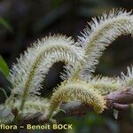 Salix pedicellata Other