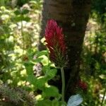 Trifolium incarnatum Квітка