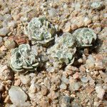 Filago tyrrhenica 形態