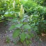 Phytolacca esculenta 形態